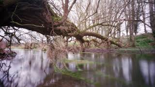 Moments of spring, through a pinhole