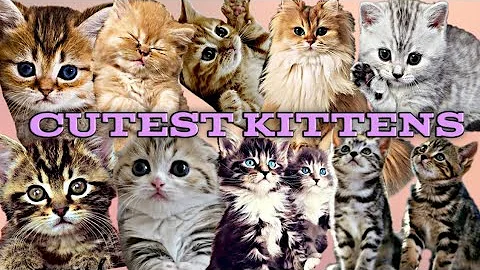 Watch the video about Cutest Kittens | Adorable Kittens ❤️