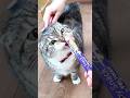 ブラッシング大嫌いな猫vsハッピースナックの対決結果が🤣🤣🤣 #猫