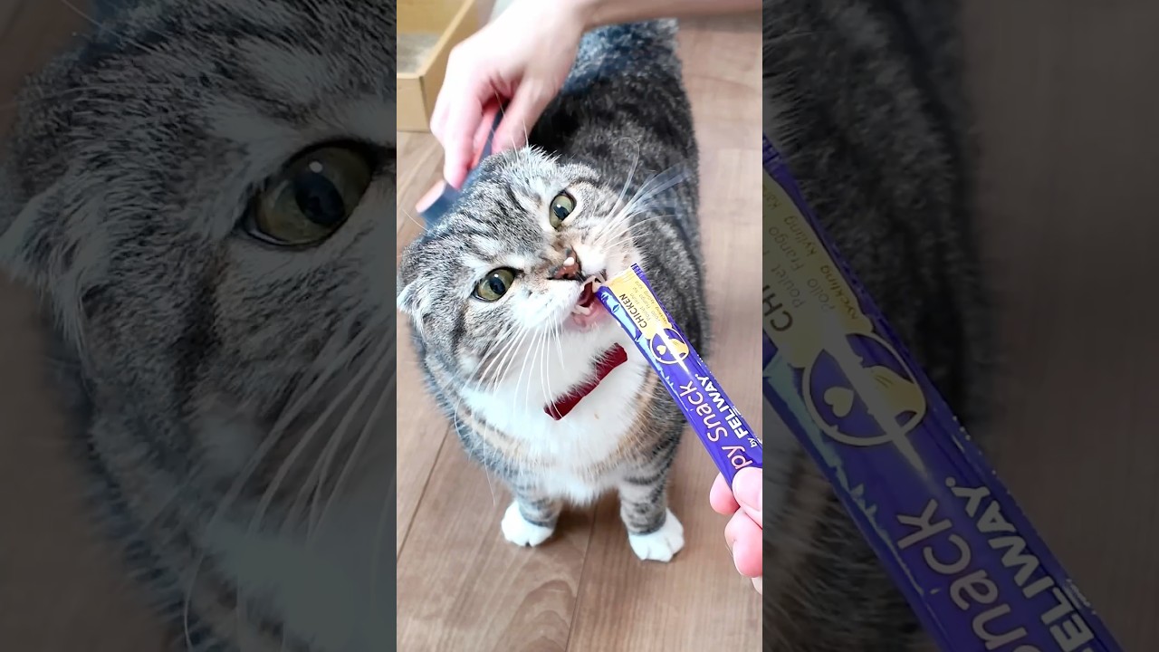 ブラッシング大嫌いな猫vsハッピースナックの対決結果が🤣🤣🤣 #猫