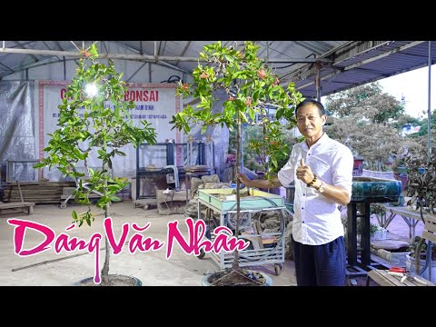 Video Chia Sẻ Kinh Nghiêm Cách Tạo Dáng Cho Cây Hoa Mẫu đơn... - youtube