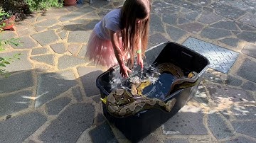 6 year old giving 15ft Reticulated Python a bath and skin change.