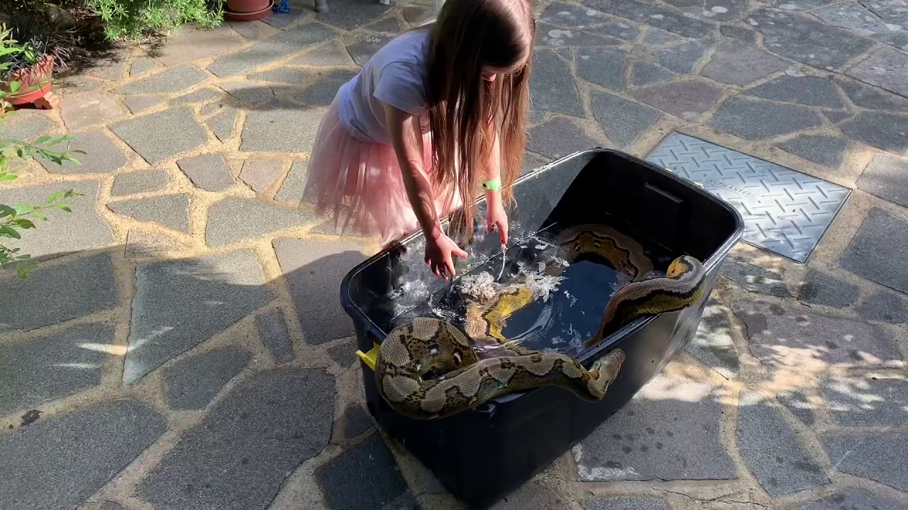 camera iphone 8 plus apk 6 year old giving 15ft Reticulated Python a bath and skin change.
