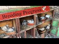 Breeding progress my loft teddy pigeons  aman prabhakar