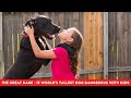 THE GREAT DANE - IF WORLD’S TALLEST DOG DANGEROUS WITH KIDS