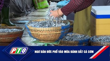 Ngư dân Đức Phổ vào mùa đánh bắt cá cơm | PTQ