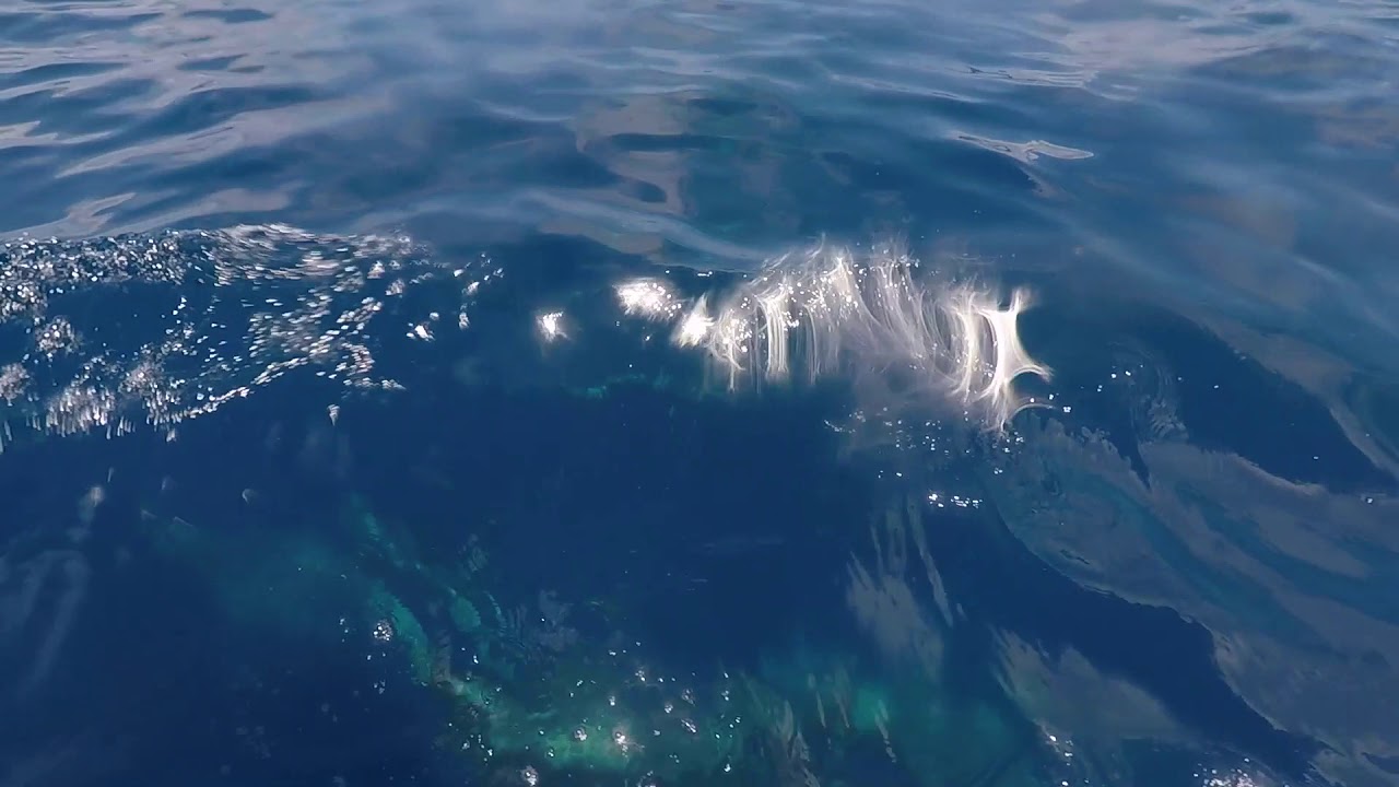 Swimming with Dolphins on the Way to Pulau Hatta, Maluku, Indonesia