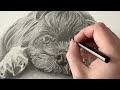 Drawing Process: Misty the dog pencil illustration