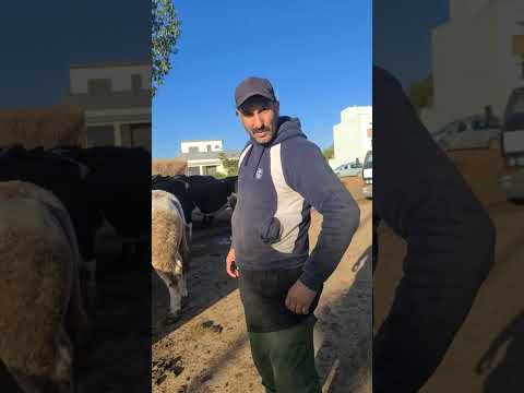 فياج ديال العجولة مابين 150 حتى 160 مليون