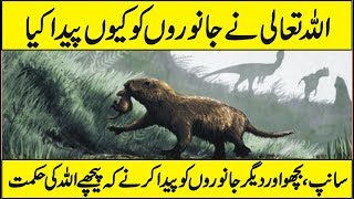 Why Allah Created Animals in Urdu Hindi Why Allah Created Animals in Urdu Hindi