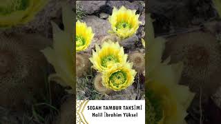 Halil İbrahim Yüksel SEGAH TAMBUR TAKSİMİ