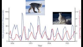Population Dynamic