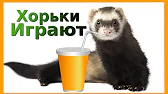SV.Ferret club