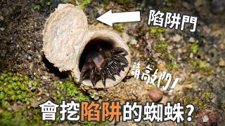 掉入陷阱必死無疑? 一起去找神奇活板門蛛! 「台灣螲蟷」 by  史考特 Walking Wild 567,990 views 3 years ago 8 minutes, 27 seconds