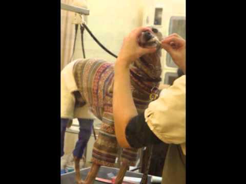 アトムの吾輩は犬