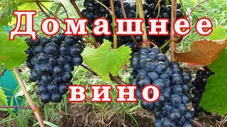 Лучшее ДОМАШНЕЕ ВИНО! Мои Винные сорта винограда!