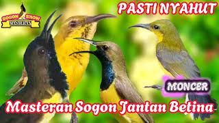 PANCINGAN SOGON JANTAN BETINA GACOR UNTUK SOGON BAHAN PASTI NYAHUT