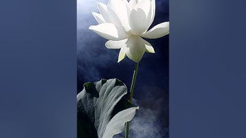 Quê Hương Cực Lạc (4/14) - Việt dịch: HT Thích Thiền Tâm