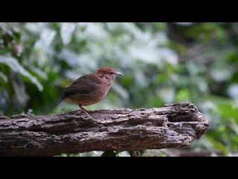 Rusty naped Pitta, Yunnan, January 2020 