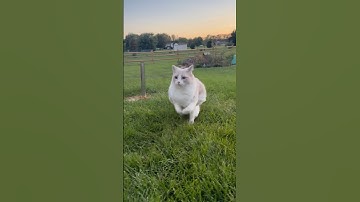 Reggie the Ragdoll: The Fastest Cat in the World! #Ragdoll #Cat #Speedy