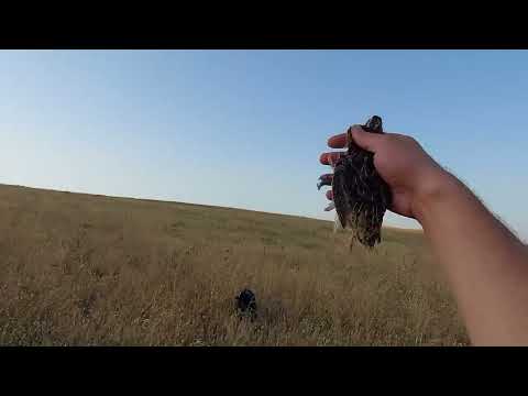 მწყერზე ნადირობა გასვლა მეორე. Quail hunting outing second.