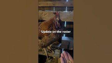 After he survived the mink attack he is eating apples #chicken #shorts #eating