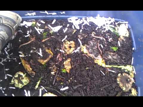 worm farm for fishing