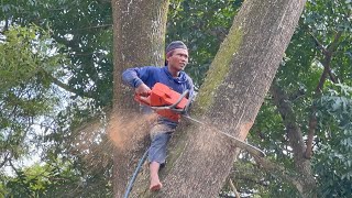 Dangerously crooked height ‼ Cut down a disturbing Trembesi tree near the house.