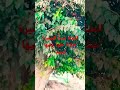 شاهد ضلة تحت الجميزة