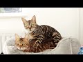 Bengal Cat Sunshine Gives her Grumpy Mother a Massage