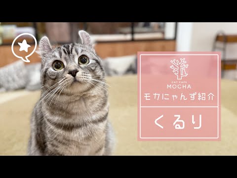 くるり（アメリカンカール♀）池袋東口店 - YouTube