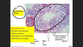 BIOL 2402 _Chapter 25 Reproductive System Part A