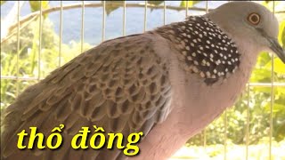 Download Chim Cu Gáy Gọi Hay Kích Bổi Video MP3 Chim Cu Gáy Gọi Hay Kích Bổi