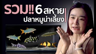 รวม 6 สหายปลาหมูน่าเลี้ยง - SNC FISHROOM #ปลาหมู #หมูโยโย่ #หมูหางแดง #หมูลายเมฆ #ปลาหมูอินโด