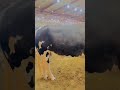 Cow mandi Karachi - Season 2026 - ijpoint #shorts #cowvideos #cow