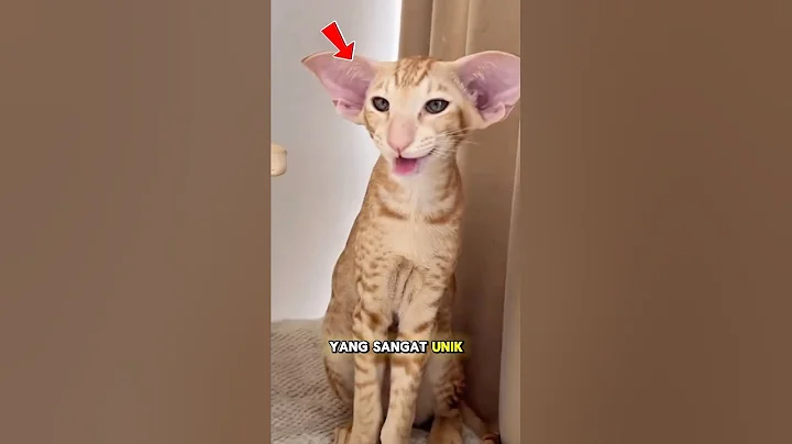 Video 7957591: kucing oriental shorthair, oriental catlovers