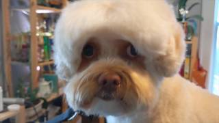 Could be a Cotton Ball | Master groomer grooms a poodle mix by Dognormous 142 views 3 years ago 12 minutes, 37 seconds