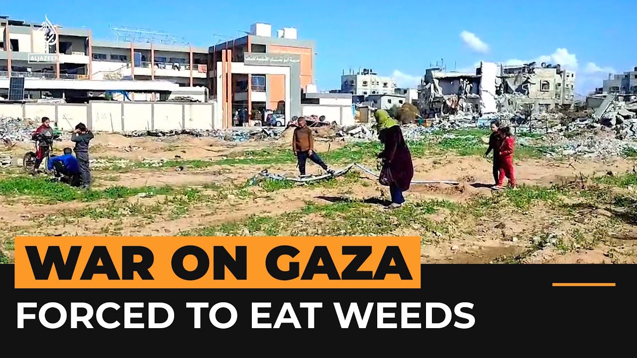 الفلسطينيون يأكلون الأعشاب الضارة للبقاء على قيد الحياة في غزة | قناة الجزيرة الإخبارية
