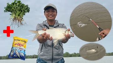 VỚI BÀI MỒI CÂU CÁ MÈ VINH NÀY CHẮC CHẮN ANH EM SẼ CÂU ĐƯỢC CÁ MÈ VINH KHỦNG