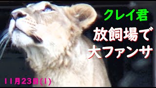 クレイ君?放飼場でファンサービス　11月23日(1) 【クレイとイトの美しき日々12】