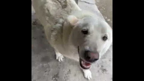 Quanto può costare un cucciolo di Pastore Maremmano?