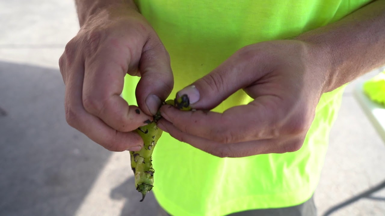 Gazpacho New Mexican Cooking y Cantina Durango, Colorado YouTube