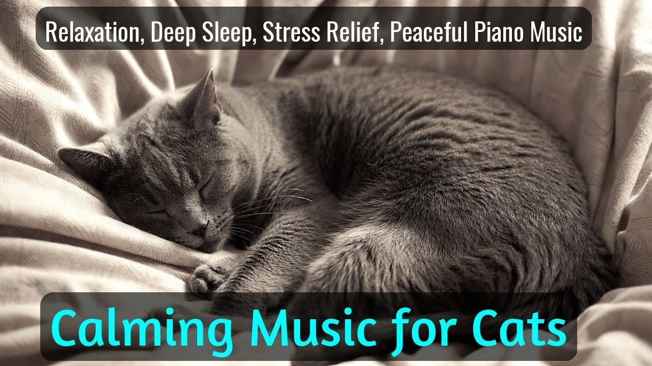 LIVE 🐱 Soft Lofi Music for Cat Lovers 🌙 | Season 61