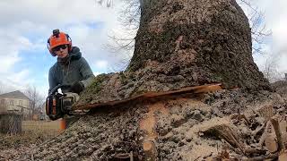 Dangerous Fastest Chainsaw Cutting Tree Machine Skills  Heavy Biggest Felling Tree Machine Working