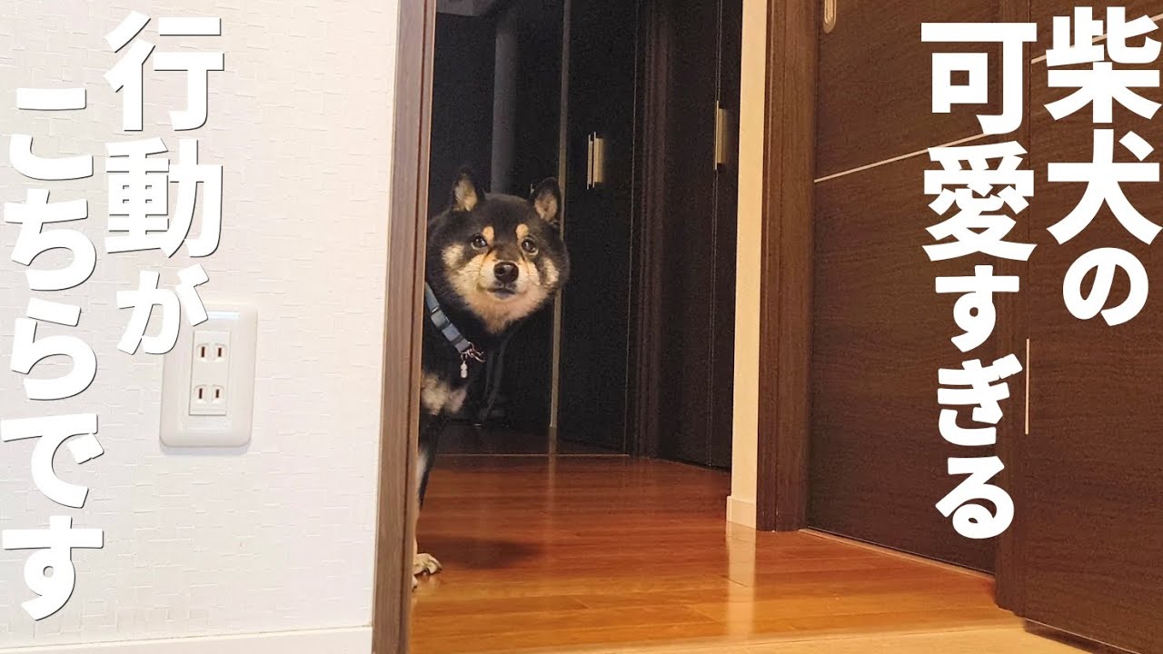 なぜ柴犬が可愛いのかこれを見れば分かります。【黒柴犬】【豆柴】【shiba inu】