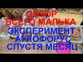 Обзор малька, эксперимент аулофорус спустя месяц...