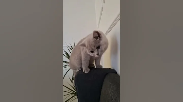 Watch the video about #lila 💜 #bkhkitten #cat #kitten #lilac #shorts #short #funny #sweet #youtube