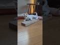 今のシロ。 #猫のいる暮らし #猫 #保護猫