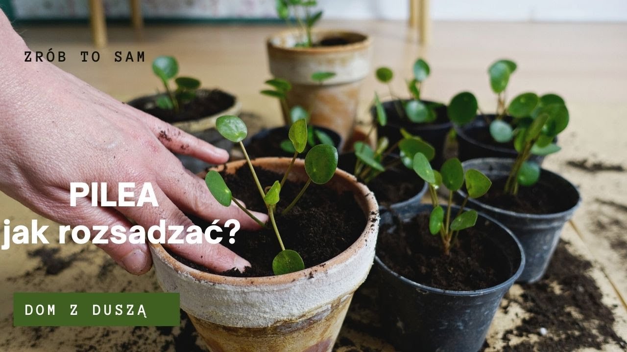 Pieniążek (Pilea peperomioides) przesadzanie i rozmnażanie 💚🌱🦋 Dom z duszą