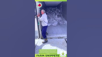 Frozen Fish Unloading SECRETS! How Workers Move Giant Ice Blocks Safely 🚛❄️